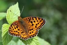 Dark green fritillary