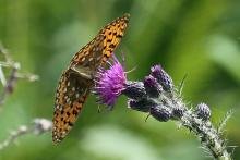 Dark green fritillary - 06 July 2015