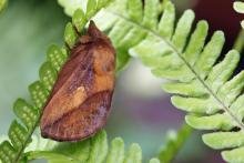 Drinker moth - 02 July 2015