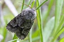 Light knot grass - 02 July 2015